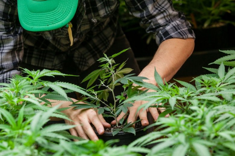 Wpływ marijuany na mózg jest znacznie mniej szkodliwy niż w przypadku alkoholu.