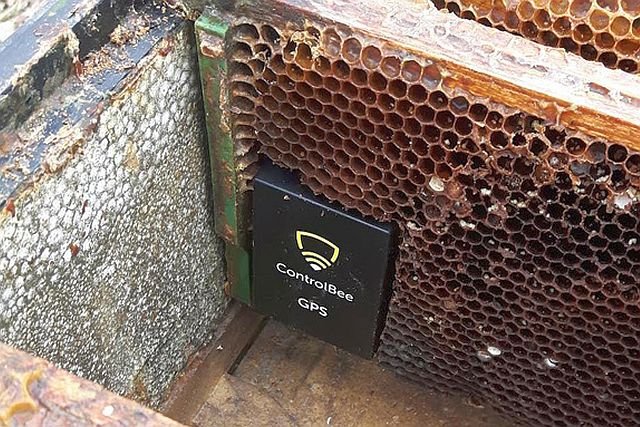 Czujnik ControlBee