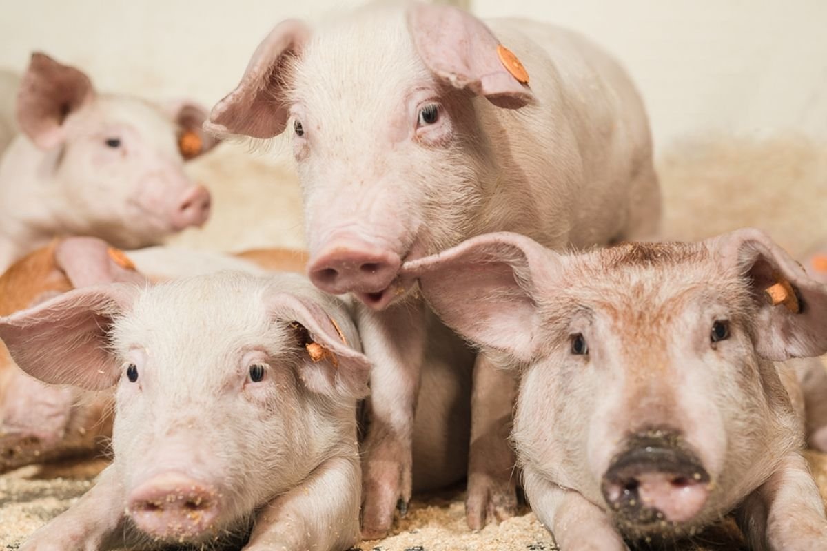 Produkcja mięsa bez śladu węglowego. Gdzie kupić ekologiczne mięso? | INNPoland.plINNPoland_avatar