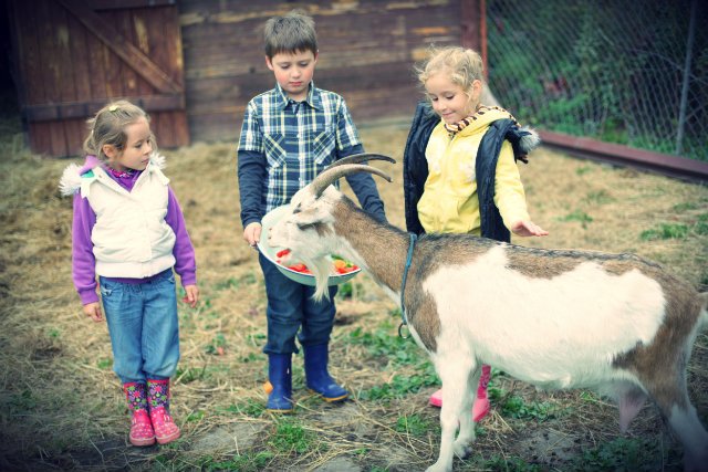 Chcesz Przyciągnąć Turystów Załóż Mini Zoo Obsługuje Dziennie