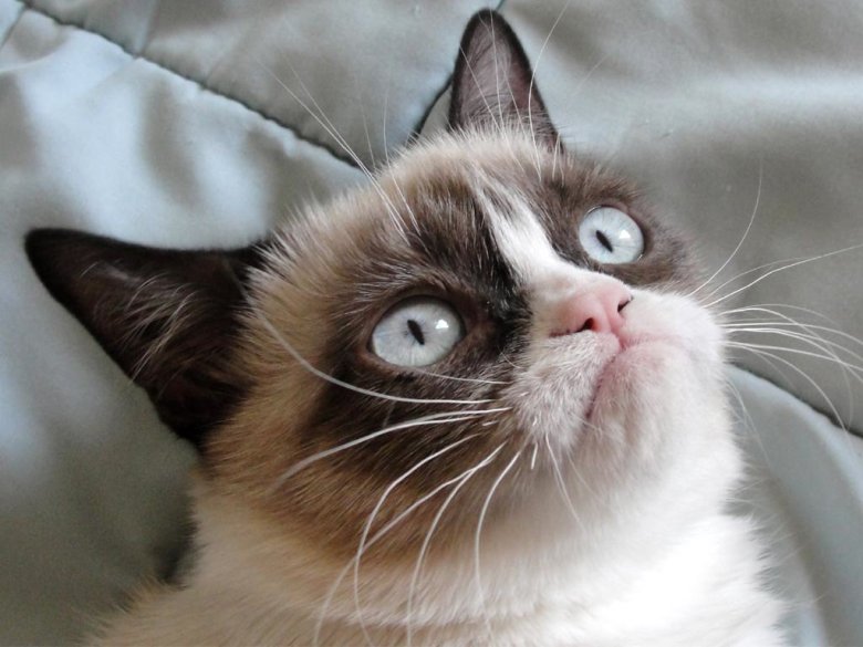 Grumpy Cat zmarł w wieku 7 lat.
